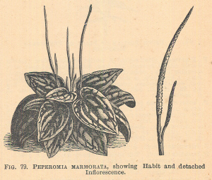 Peperomia