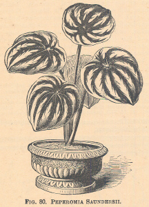 Peperomia