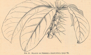 Pereskia