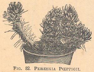 Pereskia