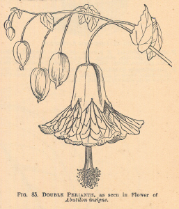 Abutilon