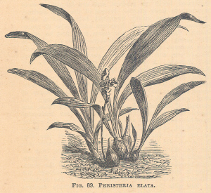 Peristeria