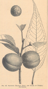 Persica