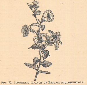 Petunia