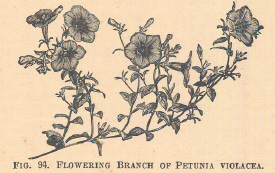 Petunia