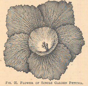 Petunia