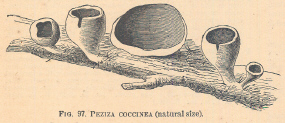 Peziza