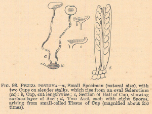 Peziza