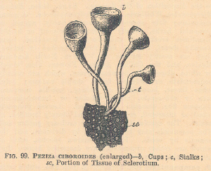 Peziza
