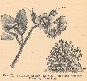 Phacelia
