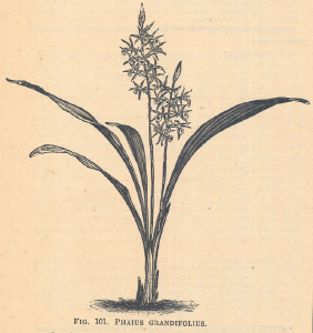 Phaius