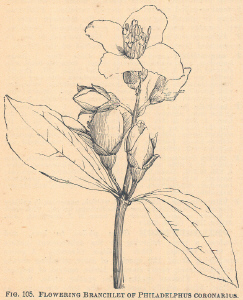 Philadelphus