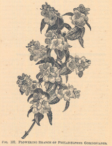 Philadelphus