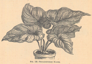Philodendron