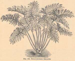 Philodendron