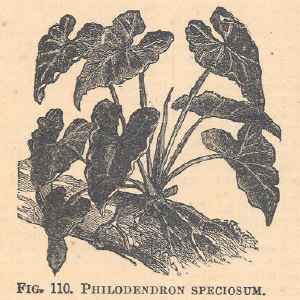 Philodendron