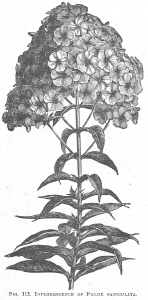 Phlox