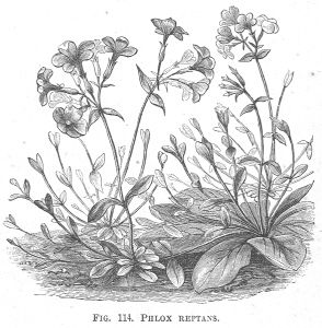 Phlox