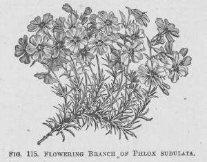 Phlox