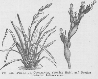 Phormium