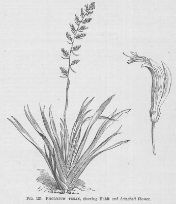 Phormium