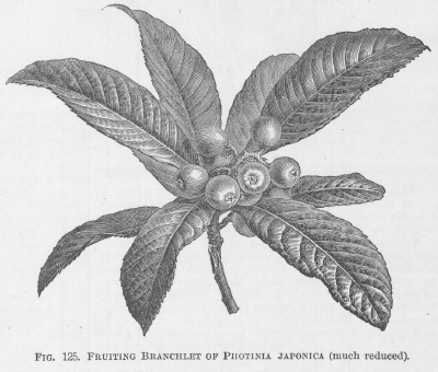 Photinia