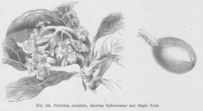 Photinia
