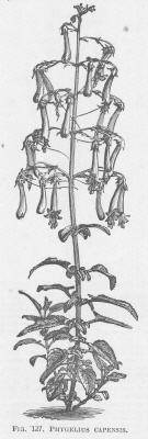 Phygelius