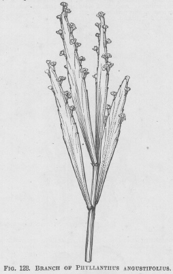 Phyllanthus
