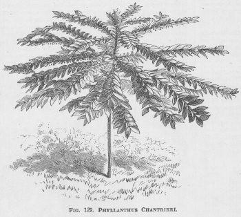 Phyllanthus
