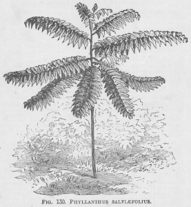 Phyllanthus