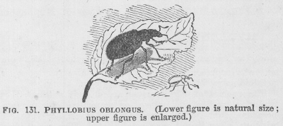Phyllobius