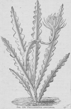 Phyllocactus