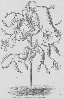 Phyllocactus