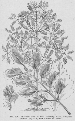Phyllocladus