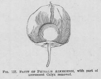 Physalis