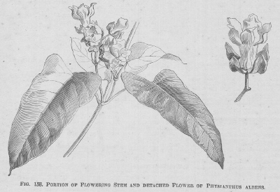 Physianthus
