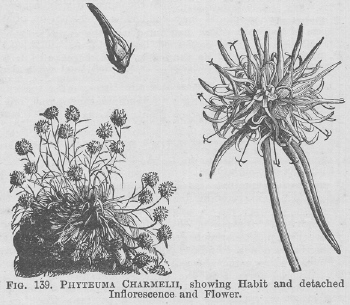 Phyteuma