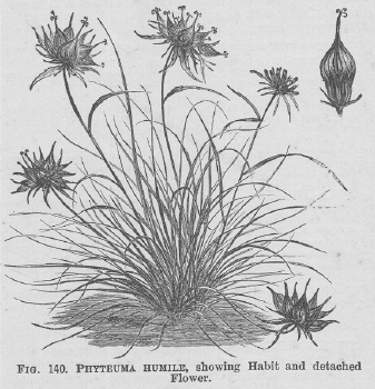 Phyteuma