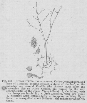 Phytophthora