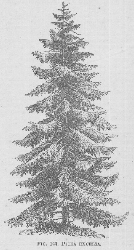 Picea