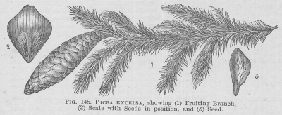 Picea