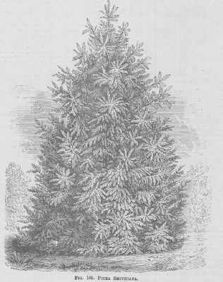 Picea
