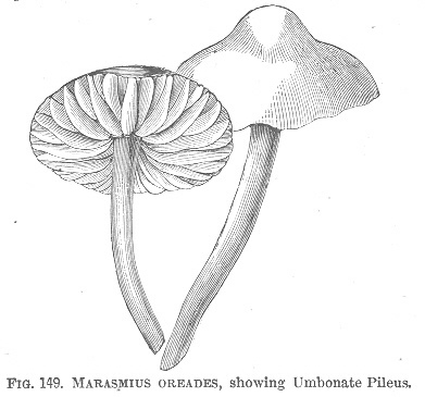 Marasmius
