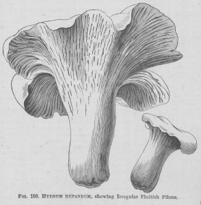 Hydnum