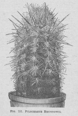 Pilocereus