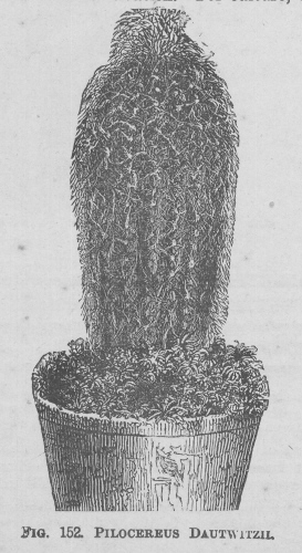 Pilocereus