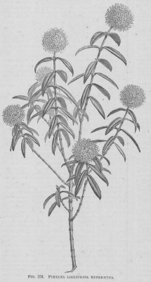 Pimelea