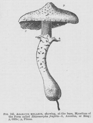 Agaricus