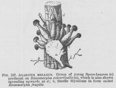 Agaricus